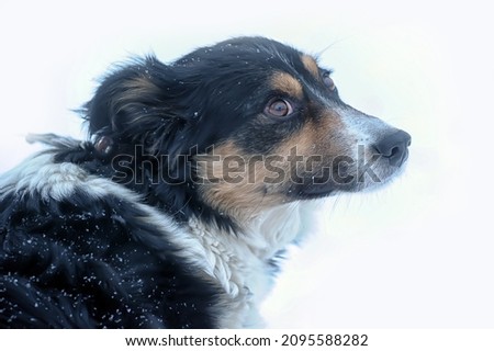 small tricolor mongrel dog in the snow in winter