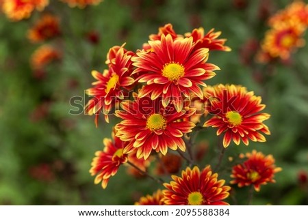 Beautiful background with red and yellow chrysanthemums
