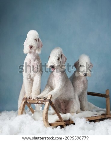 three dogs on a sled on a blue background. funny christmas bedlingtons with deer antlers