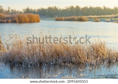 Frosty edge of a frozen lake in sunlight at sunrise in winter, Almere, Flevoland, The Netherlands, December 22, 2021