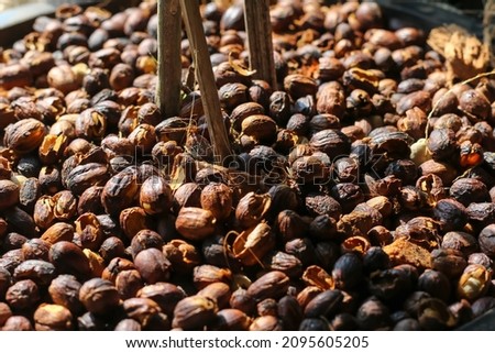 Dried coffee beans in a plant pot