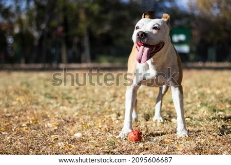 Smiling dog enjoying the beautiful sunny day