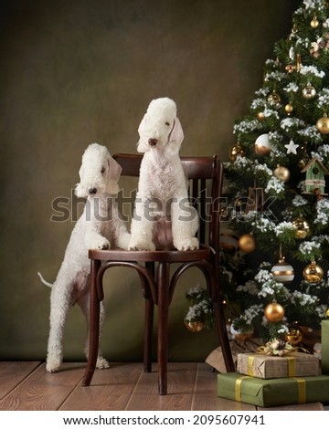two dogs by the new year tree. funny christmas bedlingtons on the holidays