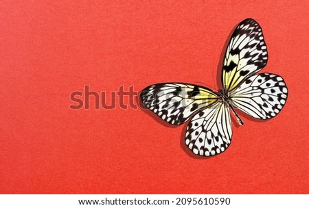 Bright colorful tropical butterfly on red background. Red paper texture background. Rice paper butterfly. Large tree nymph. White nymph butterfly. 