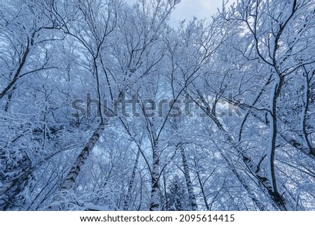 Tree birch trunks and branches under the snow in the winter forest.