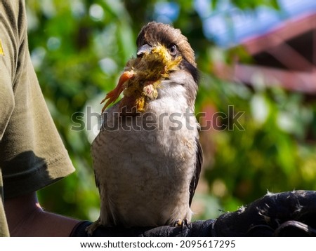 Laughing kookaburra is eating, its scientific nameis Dacelo novaeguineae Royalty-Free Stock Photo #2095617295
