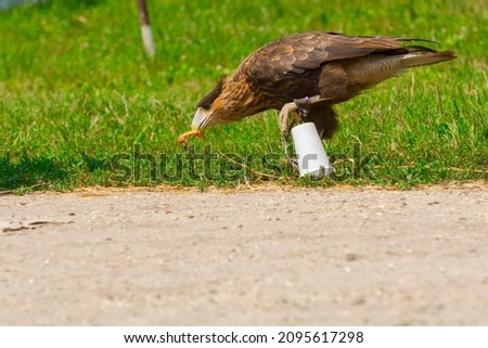Crested caracara, its scientific name is Caracara plancus in a bird show Royalty-Free Stock Photo #2095617298