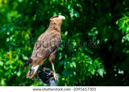 Crested caracara, its scientific name is Caracara plancus in a bird show Royalty-Free Stock Photo #2095617301