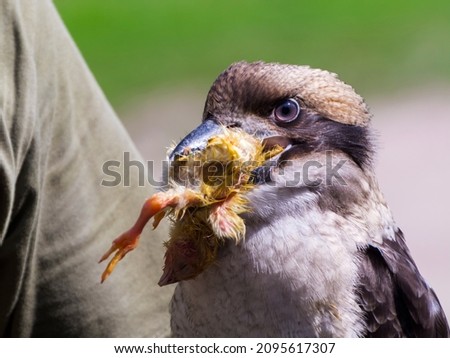 Laughing kookaburra is eating, its scientific nameis Dacelo novaeguineae Royalty-Free Stock Photo #2095617307