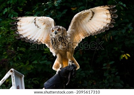 Indian eagle-owl, its scientific name is Bubo bengalensis Royalty-Free Stock Photo #2095617310