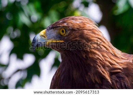 Portrait of a golden eagle, its scientific name is Aquila chrysaetos Royalty-Free Stock Photo #2095617313