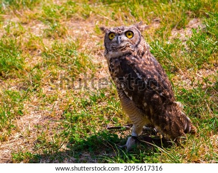 Spotted eagle-owl, its scientific name is Bubo africanus Royalty-Free Stock Photo #2095617316