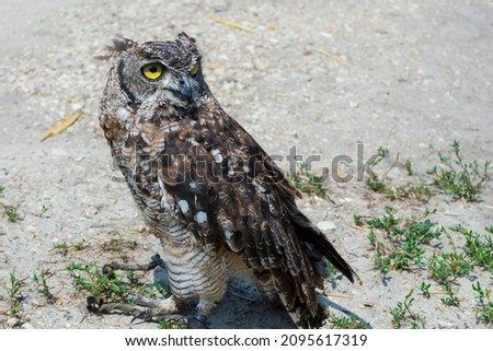 Spotted eagle-owl, its scientific name is Bubo africanus Royalty-Free Stock Photo #2095617319