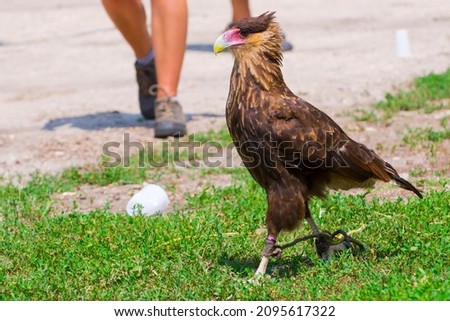 Crested caracara, its scientific name is Caracara plancus in a bird show Royalty-Free Stock Photo #2095617322