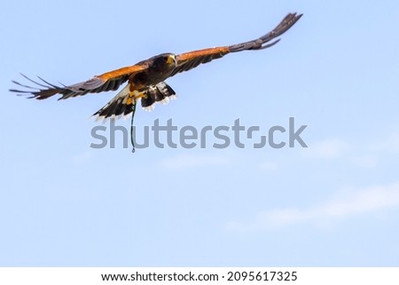 Harris s hawk, its scientific name is Parabuteo unicinctus Royalty-Free Stock Photo #2095617325