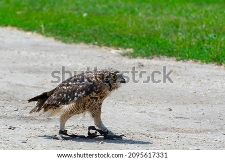 Spotted eagle-owl, its scientific name is Bubo africanus Royalty-Free Stock Photo #2095617331