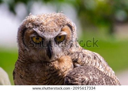 Indian eagle-owl, its scientific name is Bubo bengalensis Royalty-Free Stock Photo #2095617334
