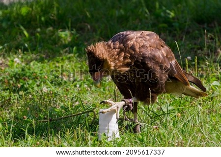 Crested caracara, its scientific name is Caracara plancus with a cup in the grass Royalty-Free Stock Photo #2095617337
