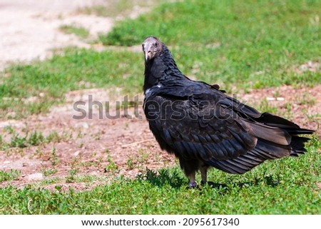 Turkey vulture, its scientific name is Cathartes aura Royalty-Free Stock Photo #2095617340
