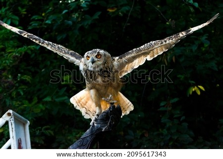 Indian eagle-owl, its scientific name is Bubo bengalensis Royalty-Free Stock Photo #2095617343