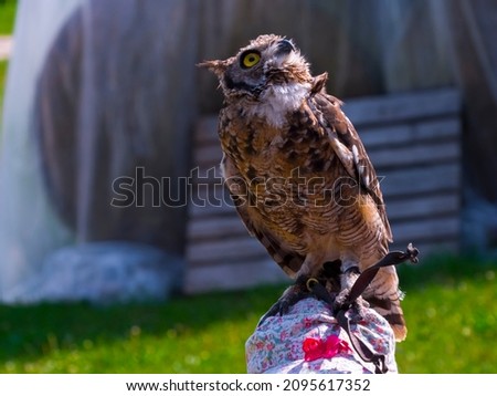 Spotted eagle-owl is sitting on a head at bird show Royalty-Free Stock Photo #2095617352