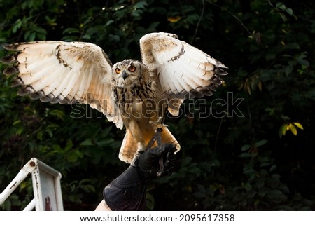 Indian eagle-owl, its scientific name is Bubo bengalensis Royalty-Free Stock Photo #2095617358