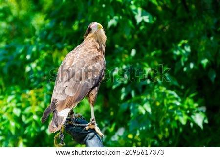 Crested caracara, its scientific name is Caracara plancus in a bird show Royalty-Free Stock Photo #2095617373