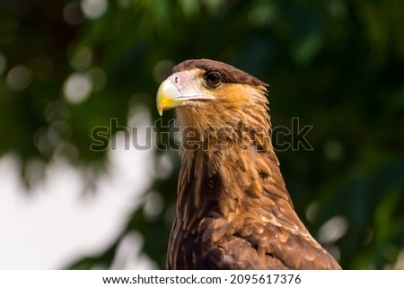 Crested caracara, its scientific name is Caracara plancus portrait Royalty-Free Stock Photo #2095617376