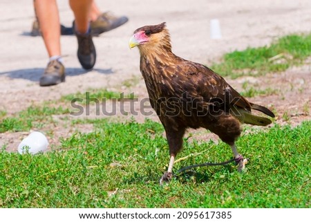 Crested caracara, its scientific name is Caracara plancus in a bird show Royalty-Free Stock Photo #2095617385
