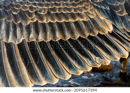 Turkey vulture wing, its scientific name is Cathartes aura Royalty-Free Stock Photo #2095617394