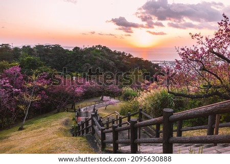 The beautiful view of the park with sakura  Cherry blossoms, Okinawa, Japan  Royalty-Free Stock Photo #2095630888