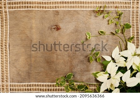 White Poinsettia flowers on a brown wooden background