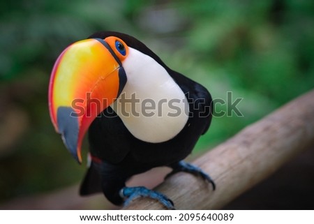 Photo of the tropical bird Tucan in South America