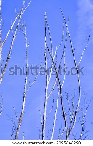 Photo Picture of Single old and dead tree branch
