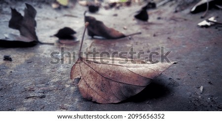 Close up picture of dried up fallen leaves .Dark toned . 