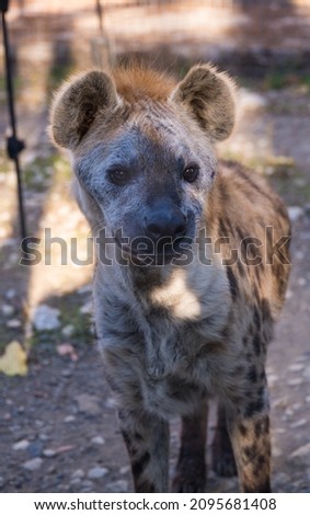 Hyena looking at the camera and walking around