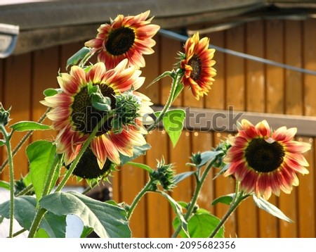 A closeup shot of beautiful sunflowers growing in the garden on a sunny day