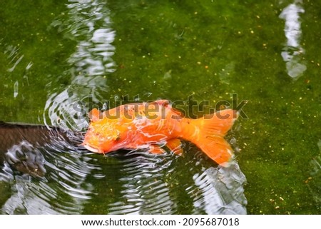 A small orange koi, carp fish in pond.