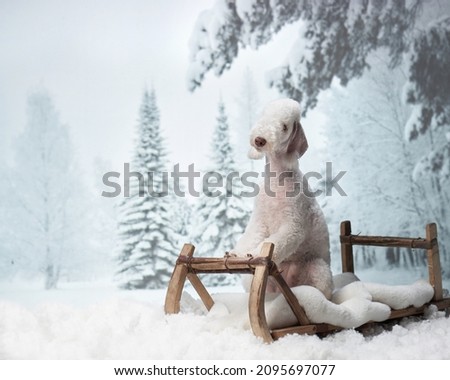  dog on a sled on a snow background. funny christmas bedlingtons 