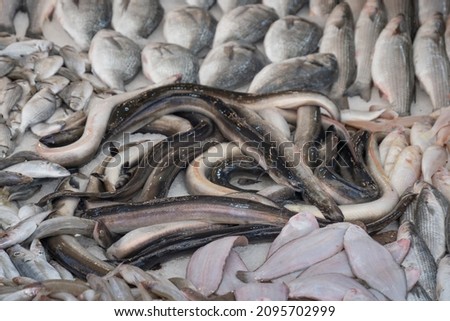 Various fish in the market among the ice. sea foods. eels.