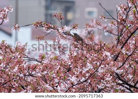 Pictures of bulbul and cherry blossoms
