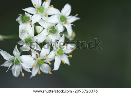 a white flower blooms in spring.