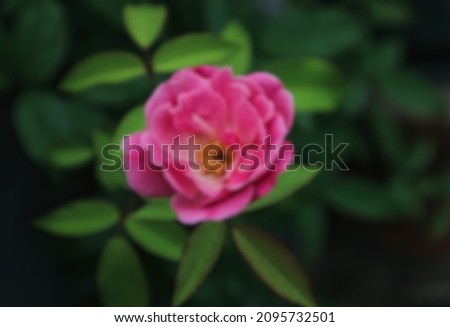 pink rose in garden pot, blur image. Royalty-Free Stock Photo #2095732501