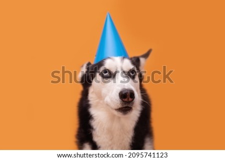 Husky dog celebrating in blue party hat on beige background. Happy birthday concept
