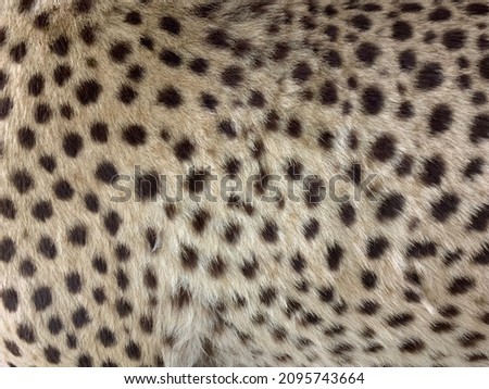 Animal fur texture. Leopard natural skin closeup background.