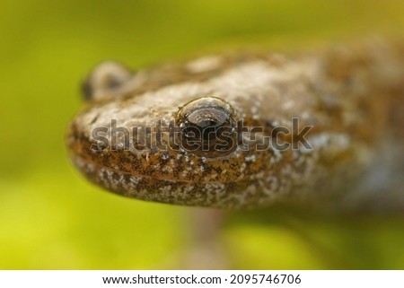 Closeup on the head of the  endangered Oita salamander, Hynobius dunni one a green background