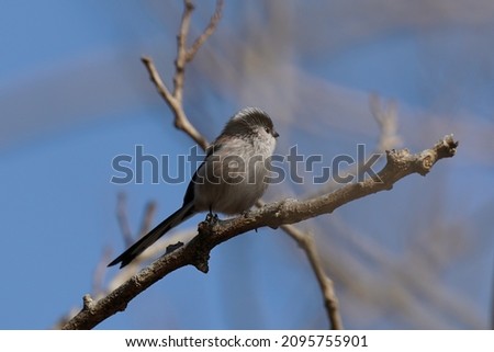 long tailed tit is on the branch