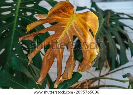 Close-up of yellow dried leaves of monstera due to over-watering of the plant. Plant disease. Royalty-Free Stock Photo #2095765006