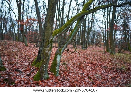 Autumn picture from oak tree forest taken in cold rainy day in south moravian national park in Czech republic. Nature reserve of the wood without human care, very rare for european countryside.