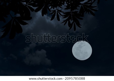 Full moon on the sky with silhouette tree branch.